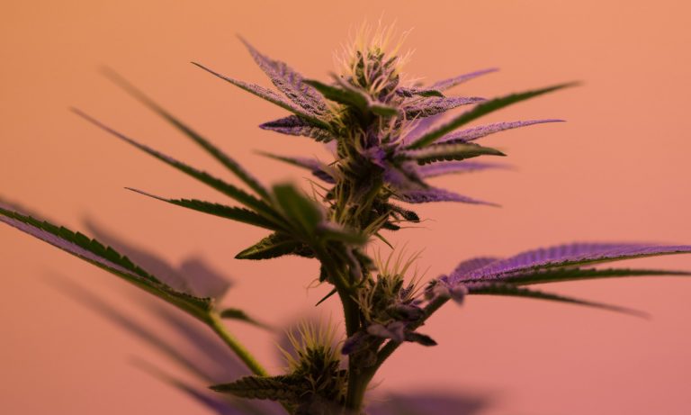 Cannabis Consumers Prefer Legal Sources To Black Market