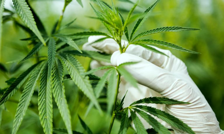 Democratic Congresswoman Introduces Bipartisan Cannabis Research Bill