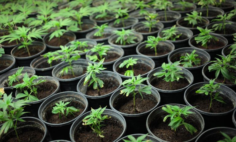 Does Cannabis Legislation Represent The Return Of American Federalism?