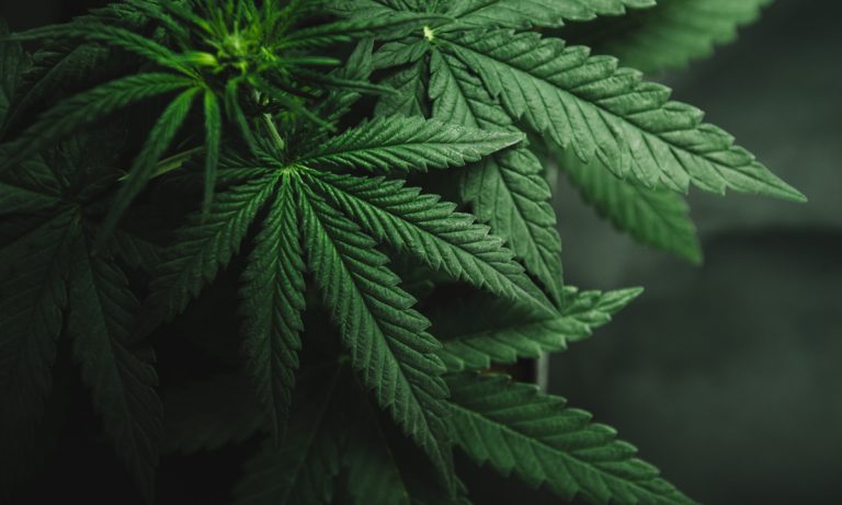 Genetically-Engineered Cannabis: Growing Trend In North America?