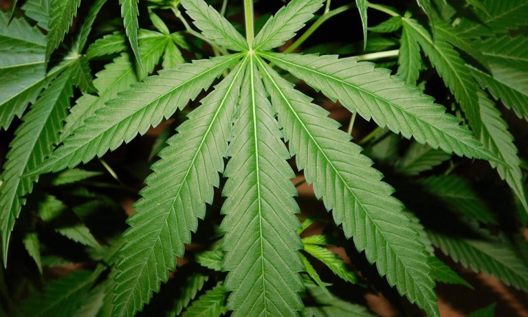 Your Guns Or Weed Since You Can’t Have Both