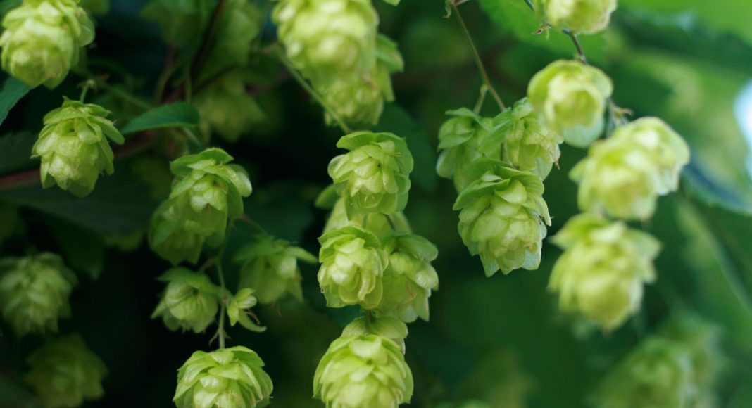 Hops Cross-Pollinated By Cannabis Make For Legal CBD
