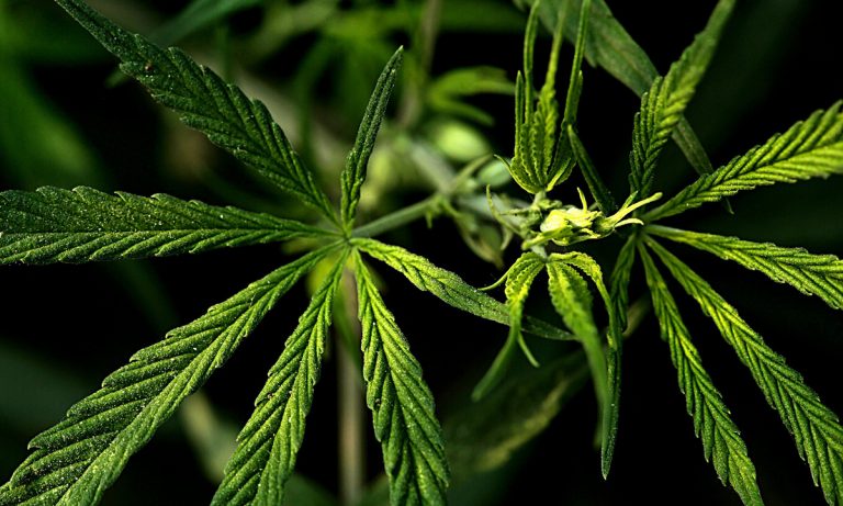 How Social Reform And Cannabis Legalization Are Linked