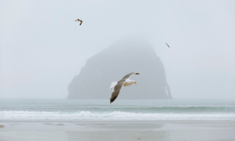 Oregon Admits Problems With Medical Marijuana Program