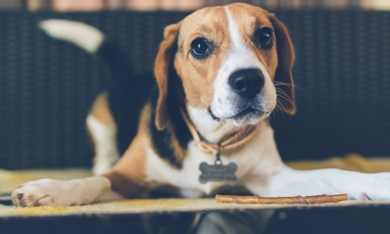 People Really Want CBD Products For Their Dogs