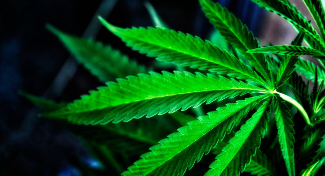 Wyoming City Officials Grew Marijuana Without Realizing It