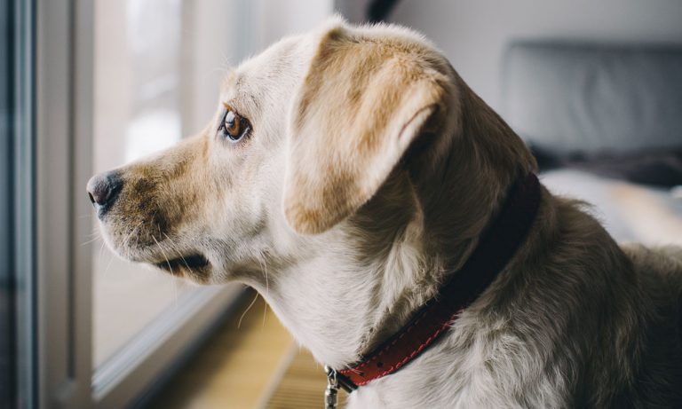 These Soothing Products Will Help Dogs Battle Anxiety