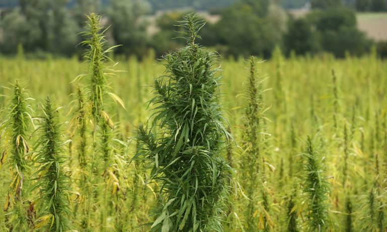 North Carolina Program Allows Farmers To Grow Hemp