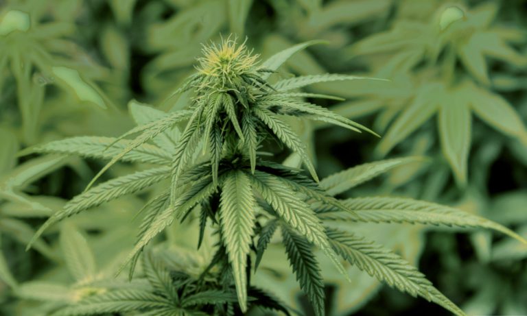 The Judgiest Study On Cannabis Yet, But Is It Necessary?