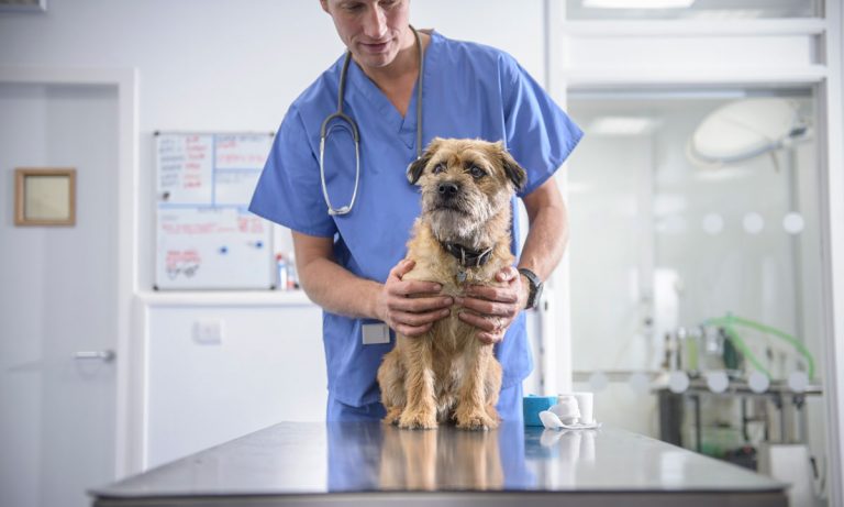 Vets Say They’re Seeing More Dogs Being Poisoned By Marijuana