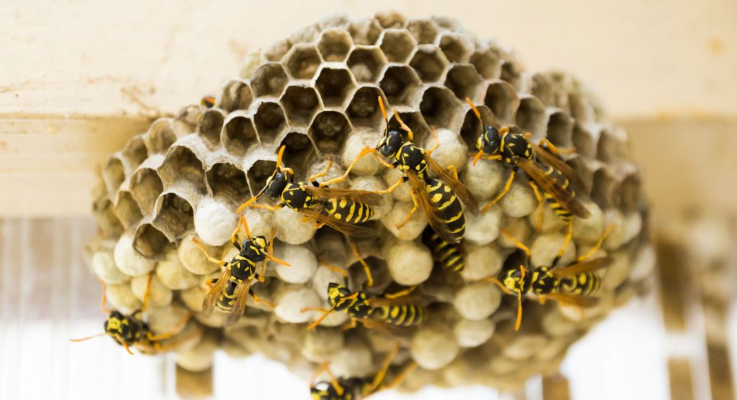 This Giant 3-Foot Wasp's Nest Will Make You Cry
