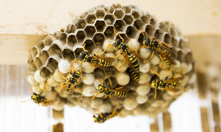 WATCH: This Giant 3-Foot Wasp’s Nest Will Make You Cry