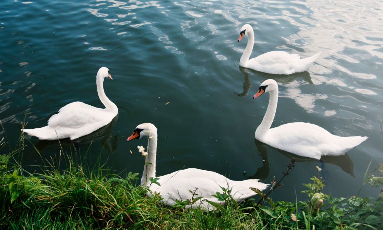 Why Royals Do Swan Upping