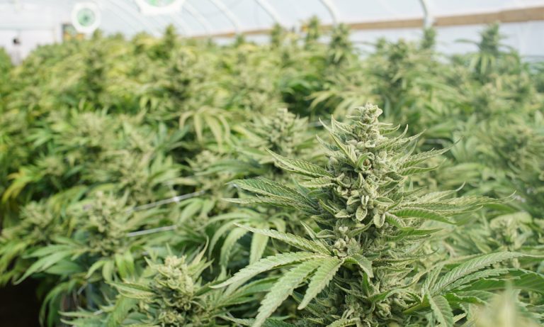 DEA Will Increase Marijuana Production For Medical Research In 2019