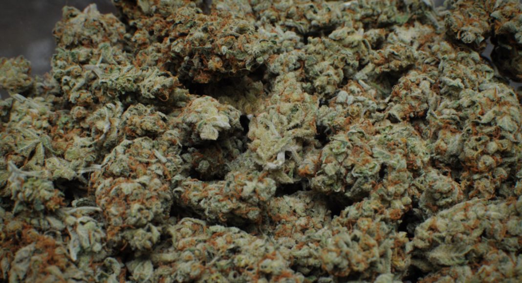 Moldy Marijuana Is The New Reefer Madness
