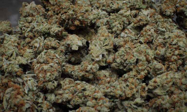 Moldy Marijuana Is The New Reefer Madness