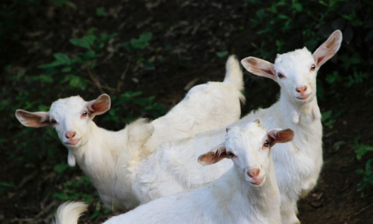 Bleating Heart: Goats Like It When You Smile At Them