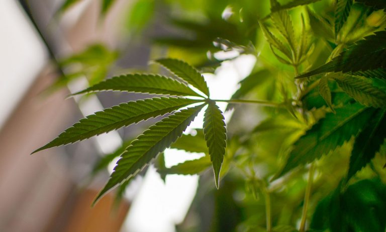 NJ Senate President: We Have The Votes To Legalize Cannabis