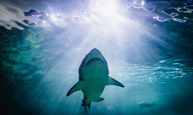 Check Out This ‘Shark Tank’ Inspired Marijuana Competition