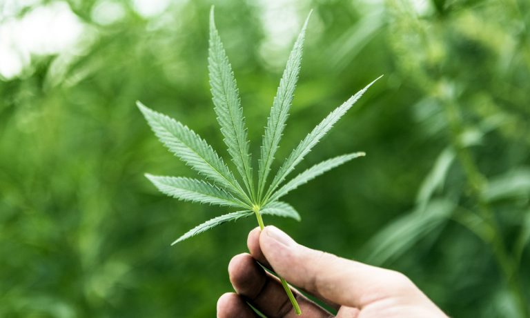 You Want to Work In Weed? Here’s Some Advice