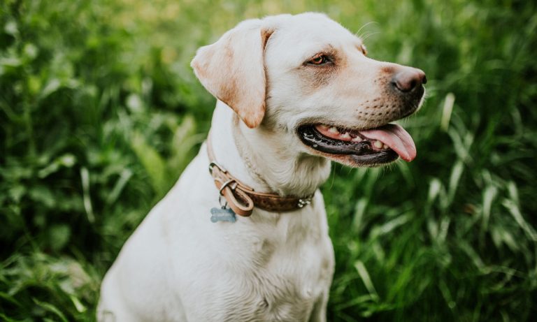 Sunday Dogs Of Instagram: The Labrador Retriever