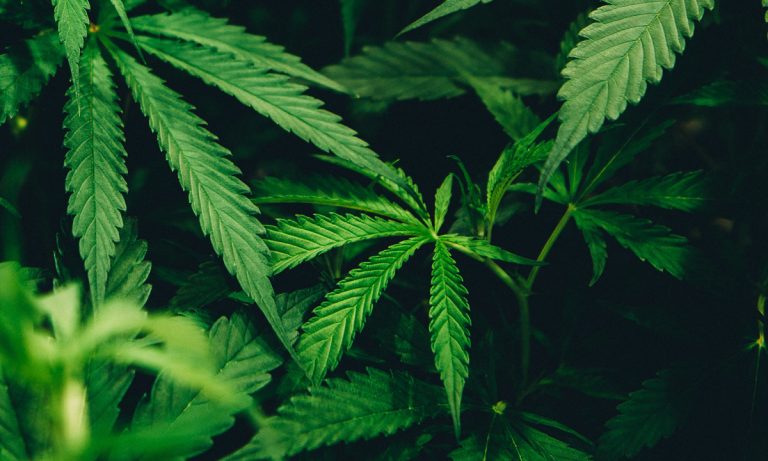 1 In 7 People Used Cannabis In 2017 And Other New Pot Stats