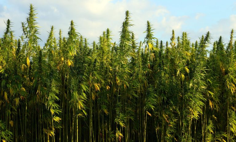 DEA Jeopardizing Marijuana-Related Veteran PTSD Studies