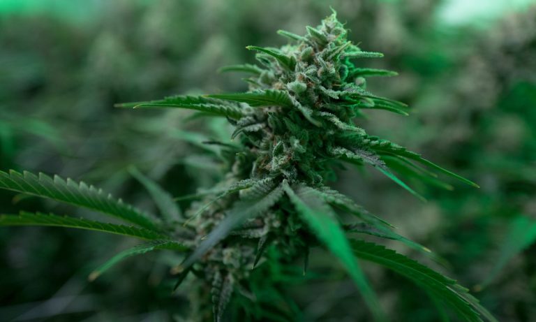 US News Report On Cannabis Yet Another Sign Of The Times