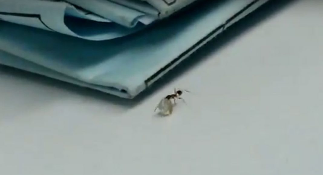 Viral Video Shows Ant Walking Off With Large Diamond