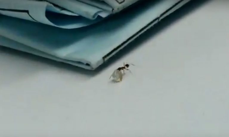 WATCH: Viral Video Shows Tiny Ant Walking Off With Large Diamond