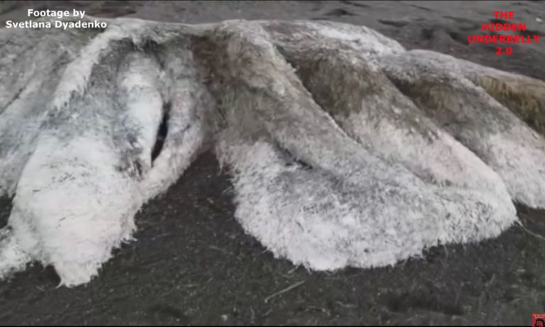 WATCH: What Is This Hairy Sea Monster That Washed Ashore In Russia?