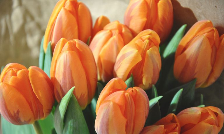 Why Does Kate Middleton Hate The Color Orange?