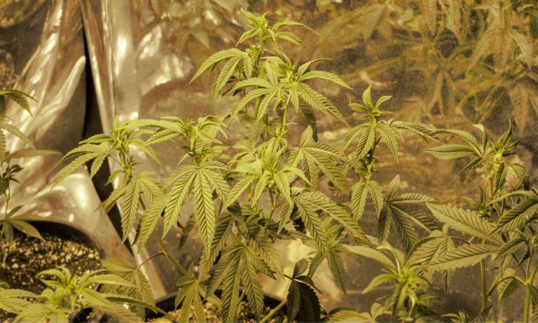 There’s Already A Surprising Number Of Ganjapreneurs In Oklahoma