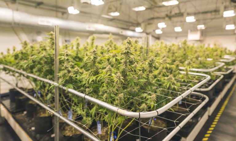 As Conglomerates Close In, Cannabis Companies Consolidate