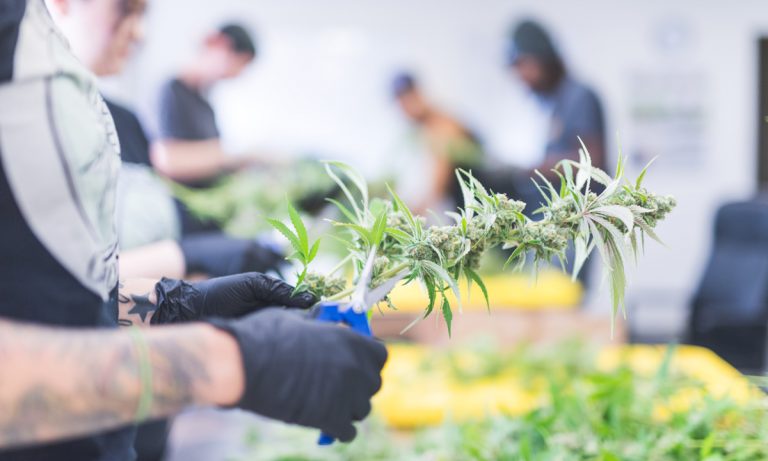 Report: Cannabis Industry Experiencing Hiring Frenzy