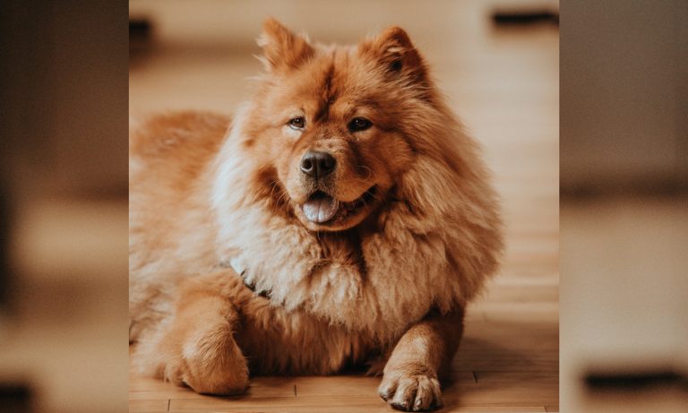 Dogs Of Instagram: Chow Chow