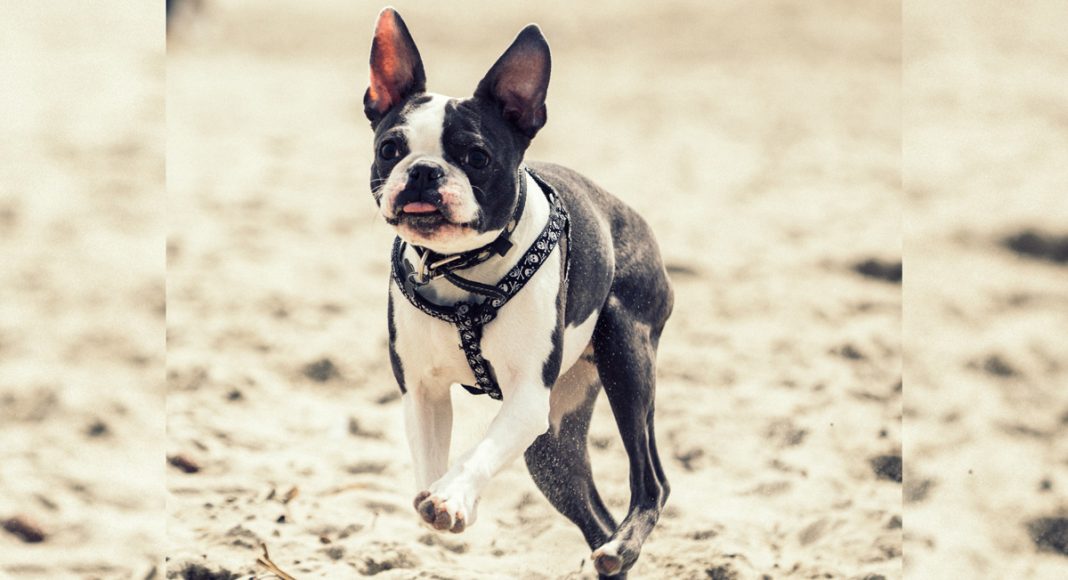Dogs Of Instagram: The Boston Terrier