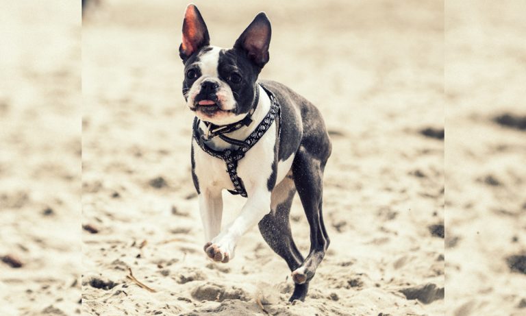Dogs Of Instagram: The Boston Terrier