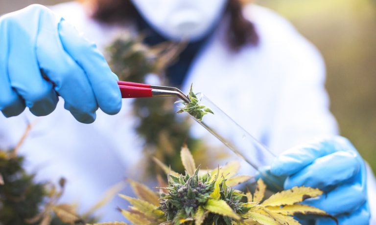 Marijuana For Medical Research Should Be Coming Soon