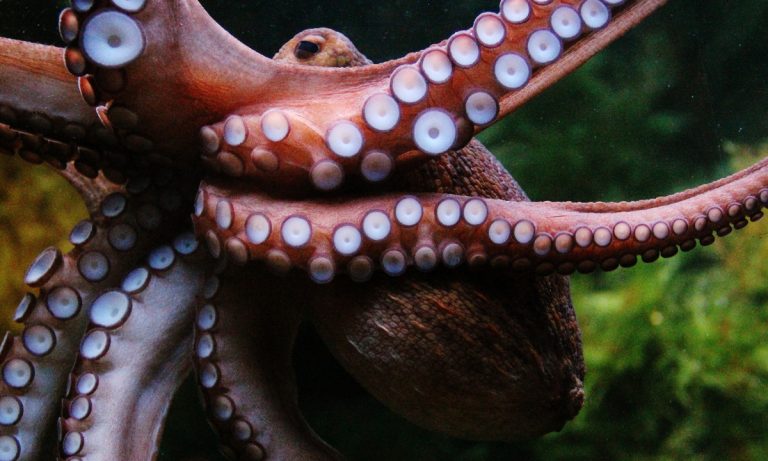 On Ecstasy, Typically Loner Octopuses Just Want To Cuddle
