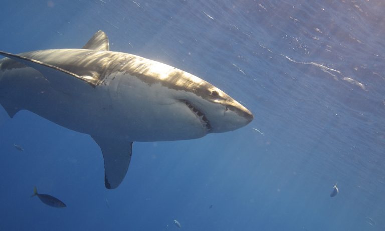 Scientists Discover A Great White Shark Lair In The Pacific Ocean