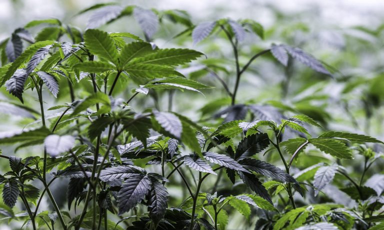 Stockton University In NJ Now Offers A Minor In Marijuana