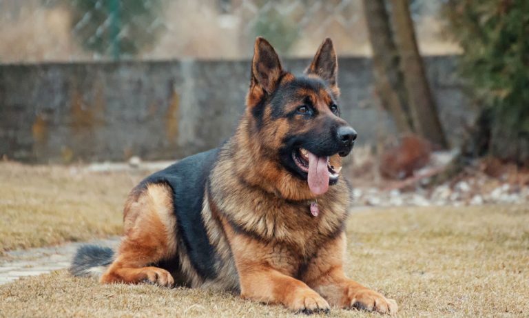 You Can Adopt Dogs Too Nice For Government Training