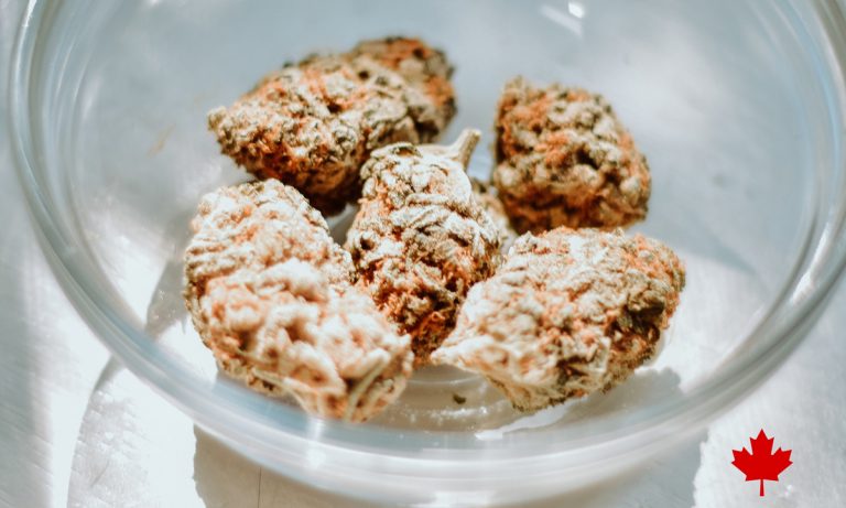 Canada Is Already Experiencing Cannabis Supply Issues