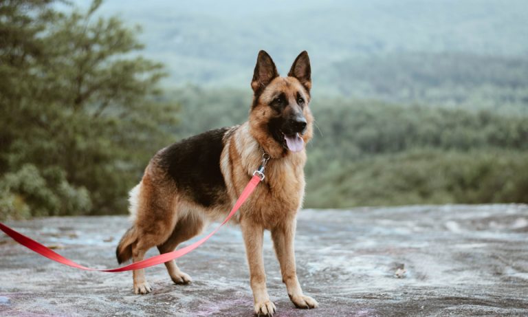 Dogs Of Instagram: The German Shepherd