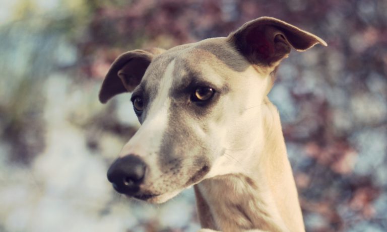 Dogs Of Instagram: The Greyhound