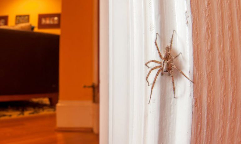 Entomologist Explains Why You Should Not Kill Spiders In Your Home