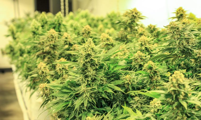 Federal Lawsuit Against Colorado Grow Op Could Have Far Reaching Impact