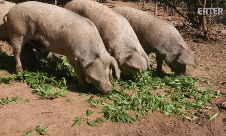 How Would Marijuana-Fed Pigs Taste
