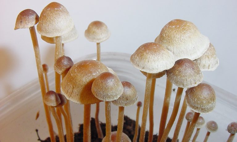 John Hopkins University Recommends Magic Mushrooms Be Rescheduled